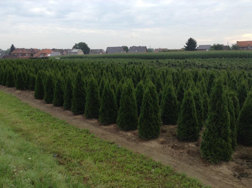 Groenblijvende hagen en coniferen en kerstbomen, Ophalen, In pot, 100 tot 250 cm