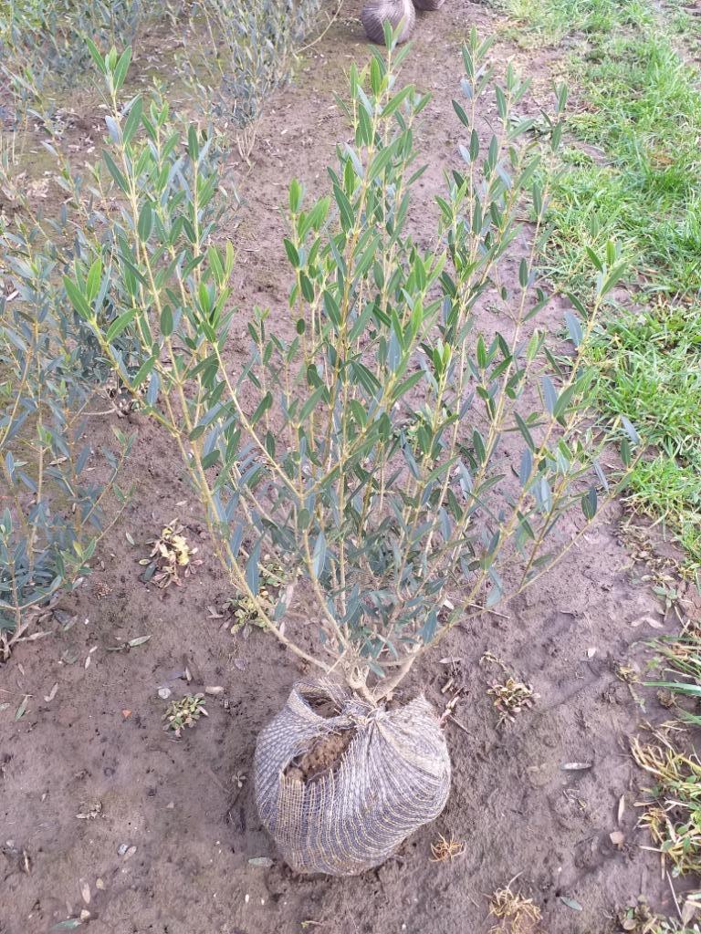Phillyrea angustifolia/steenlinde, Enlèvement