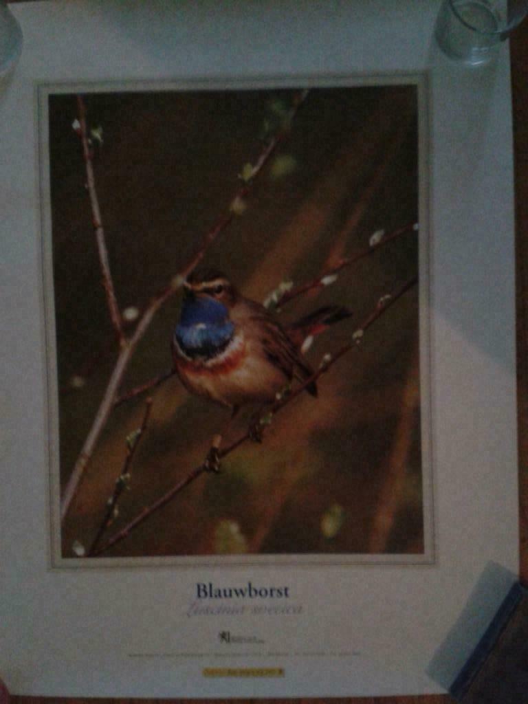 Natuurposters, Oorspronkelijke maker, Ophalen of Verzenden, Zo goed als nieuw, Foto of Poster