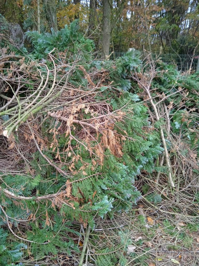 Snoeihout, Tuin en Terras, Ophalen