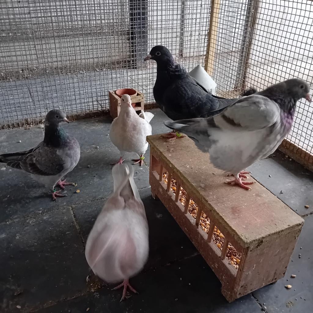 Pigeon texan 2025, Femelle