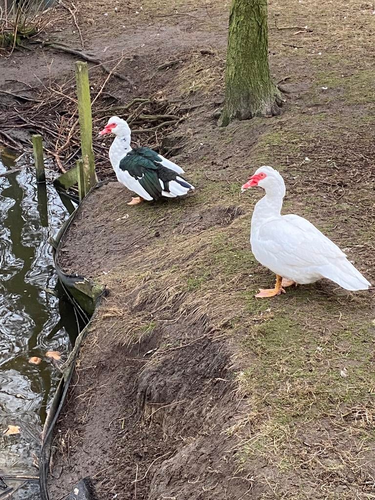 Barberie eenden ( hanen ), Dieren en Toebehoren