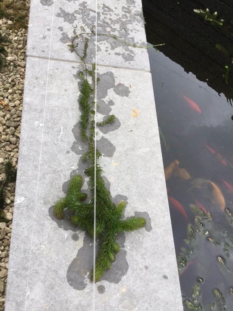 ZUURSTOFPLANT (GEDOORND) HOORNBLAD VOOR VIJVER., Tuin en Terras, Ophalen, Nieuw