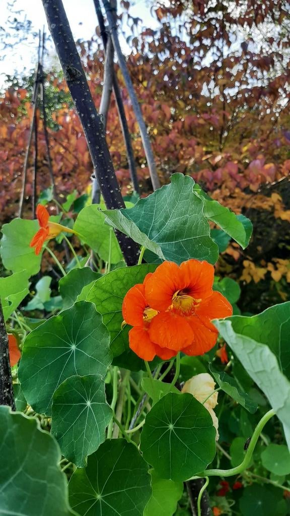 Nasturtium-zaden, Tuin en Terras, Ophalen