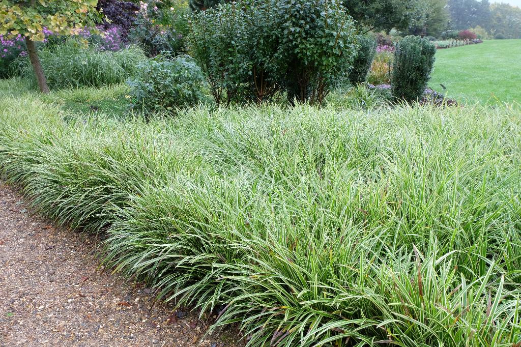 Carex Morrowii « Danse sur glace », Jardin & Terrasse, Plantes | Jardin, Enlèvement, Plante fixe, Graminées ornementales, Mi-ombre