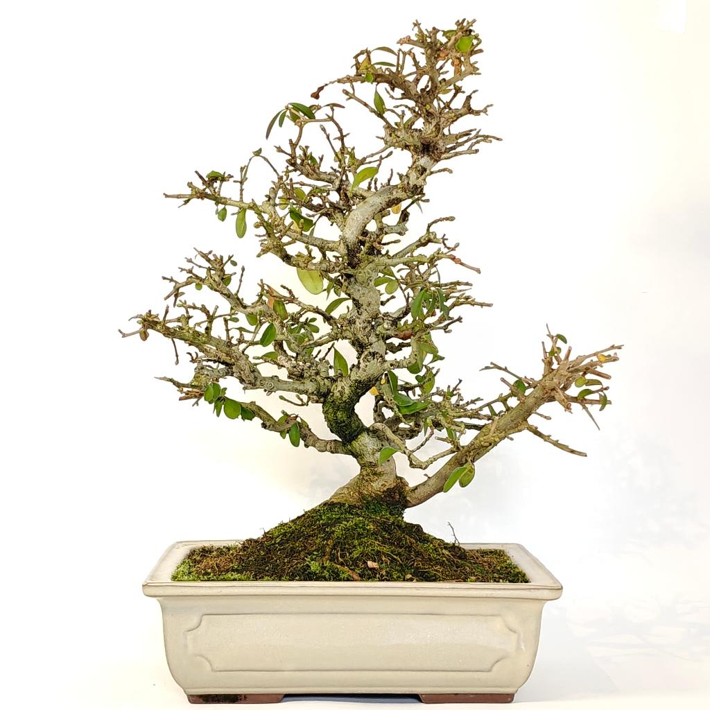 Liguster bonsai, Enlèvement ou Envoi, Troène, Arbuste, Moins de 100 cm