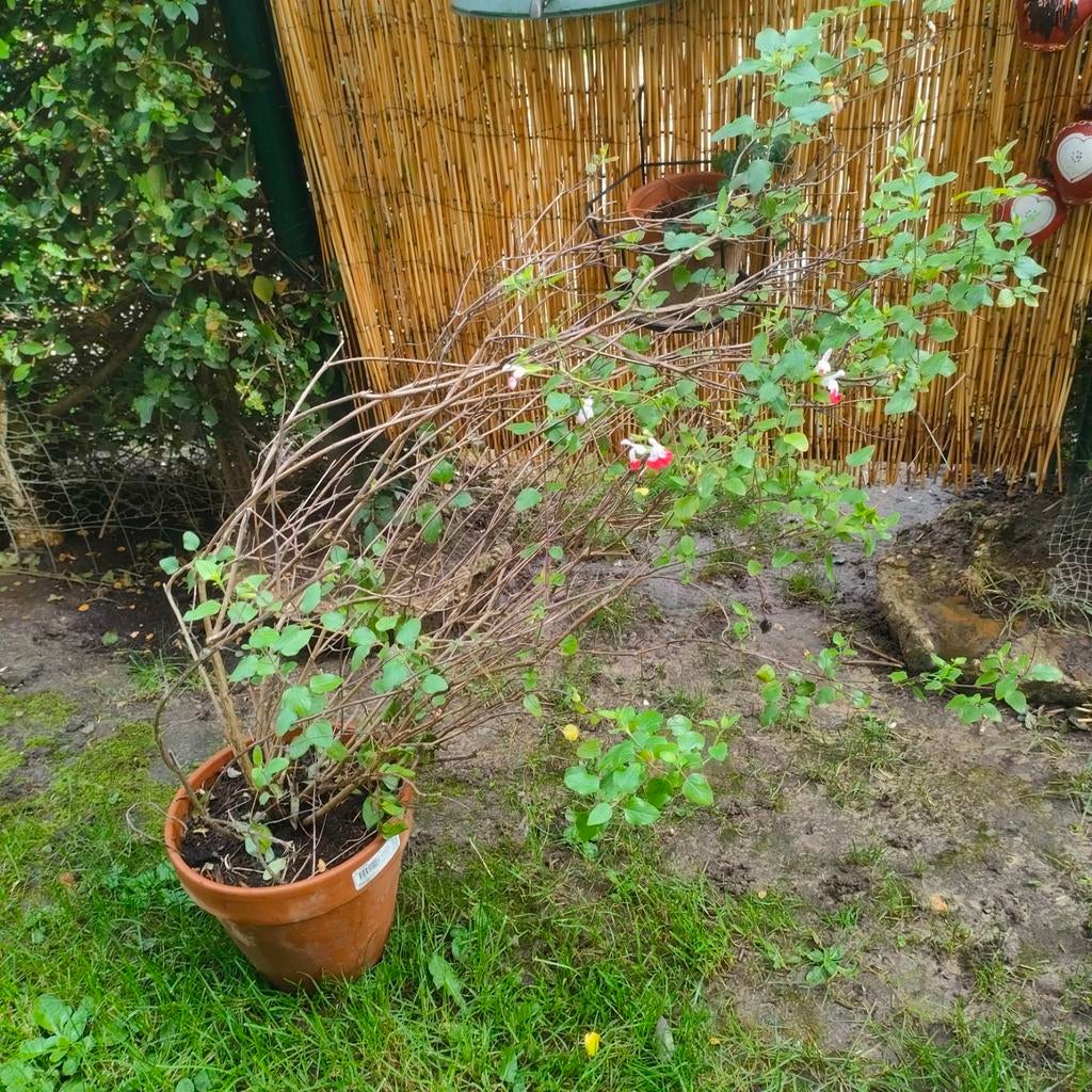 Sauge de Graham ou Sauge à petites feuilles (Salvia micro, Enlèvement