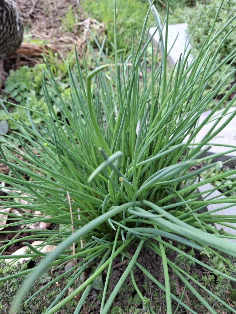 Stekje van BIESLOOK, Jardin & Terrasse, Plantes | Jardin, Enlèvement, Plante fixe, Herbes