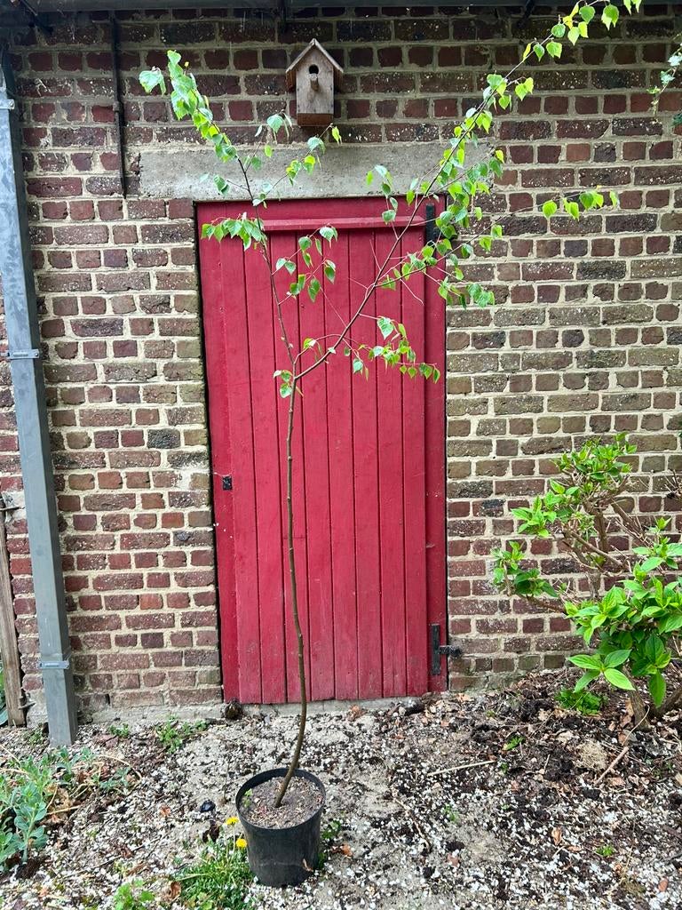 Berkenboompje - Betula pendula, Tuin en Terras, Ophalen, Volle zon, Overige soorten, 400 cm of meer