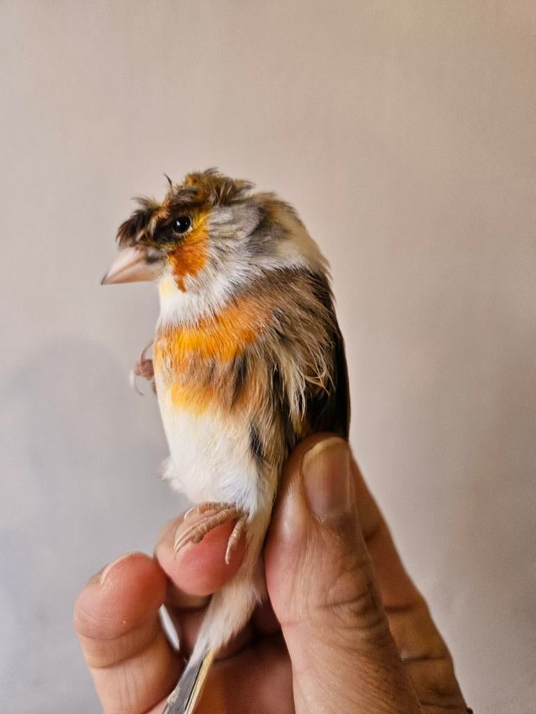 Métiss de chardo Huppé, Mâle, Bagué