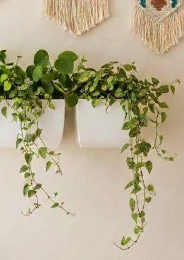 Bacs à fleurs suspendus - 4 disponibles (prix/pièce), Neuf, Moins de 25 cm, Enlèvement, Intérieur