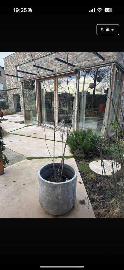 Bloempot incluis kersenboom, Tuin en Terras, Ophalen, Gebruikt, Overige typen