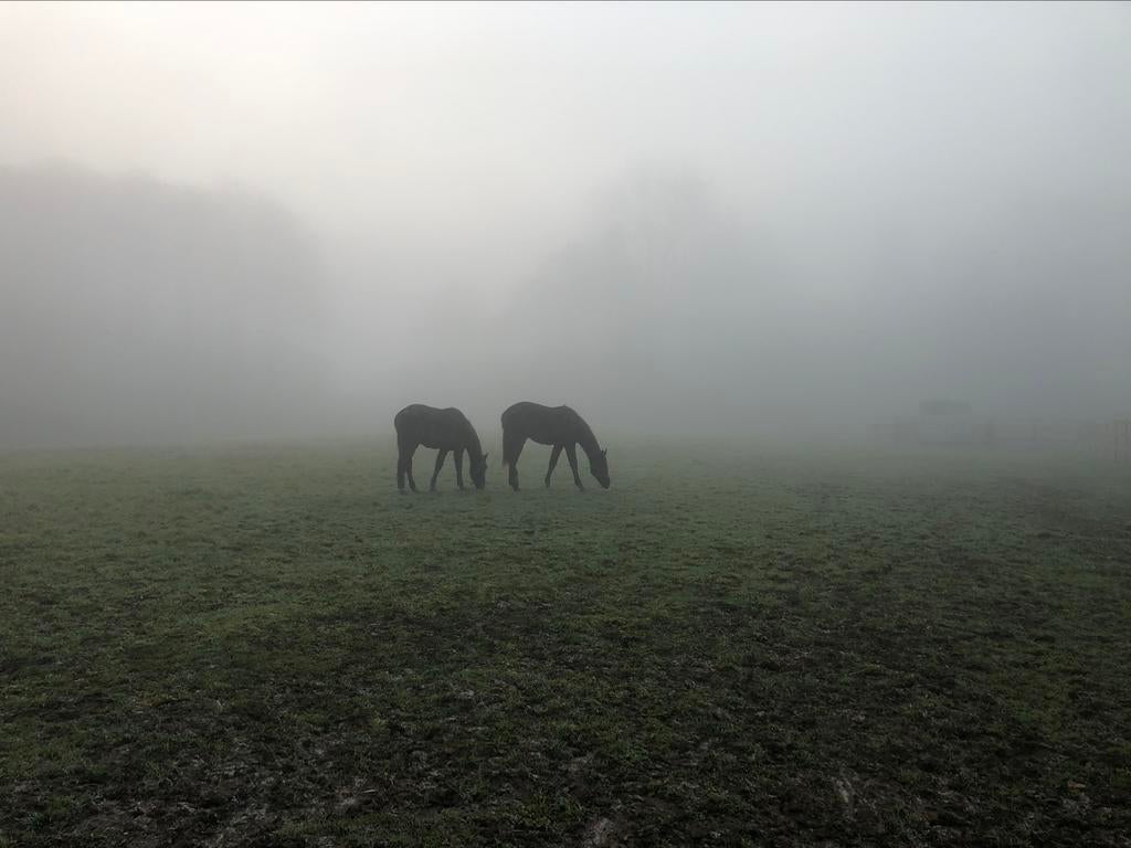 Gratis paardenmest Winksele/Herent, Enlèvement