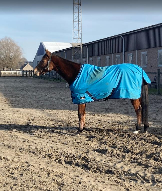 jonge merrie te koop, Vermifugé, Débourré, Moins de 160 cm, Cheval de saut