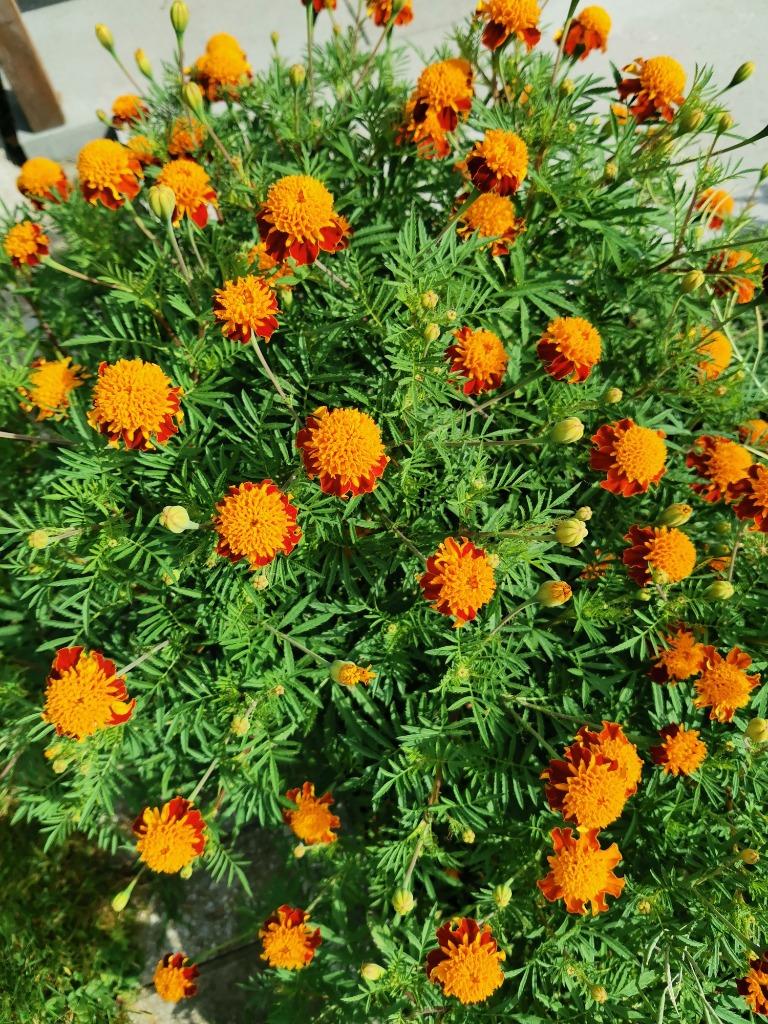 20 zaden Tagetes Orange Flame, Tuin en Terras, Bloembollen en Zaden, Zaad, Verzenden