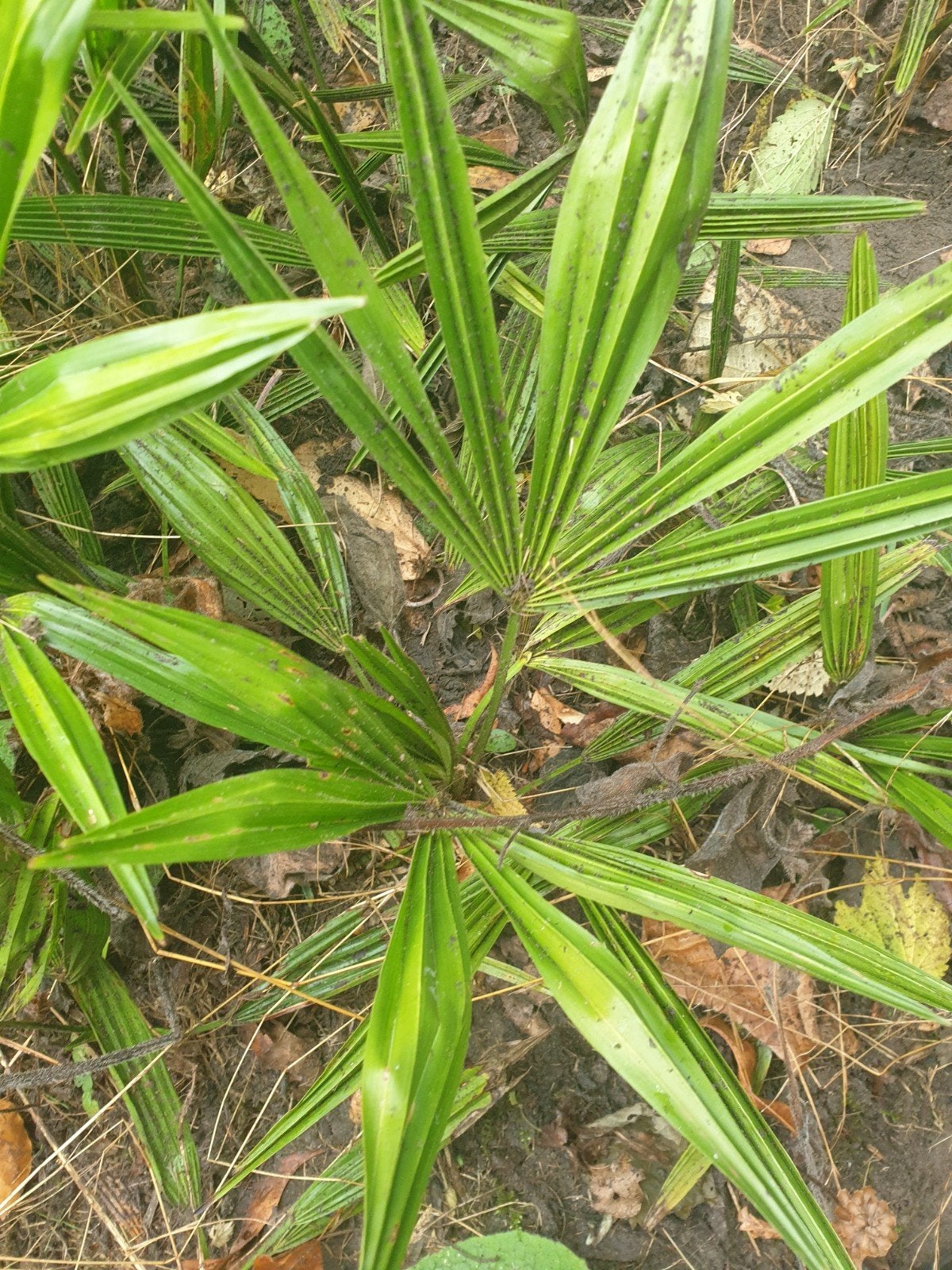TRACHYCARPUS  FORTENEI, Tuin en Terras, Ophalen of Verzenden