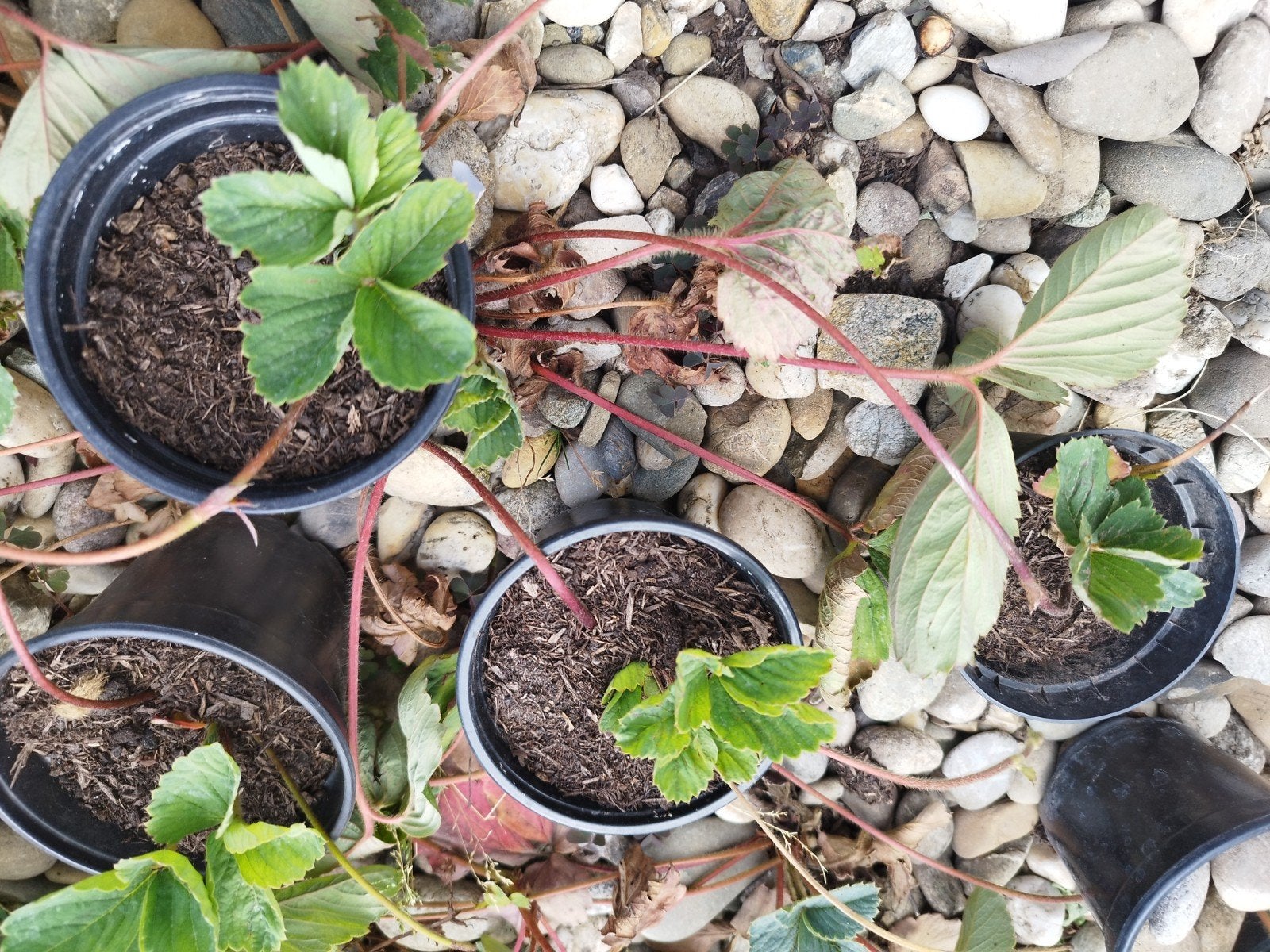 bouture de fraisier, Enlèvement, Toute l'année, Plein soleil, Rhizome