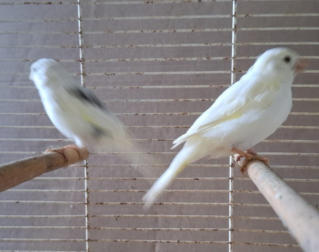 Wiite kanaries jong, Dieren en Toebehoren, Meerdere dieren, Kleurkanarie