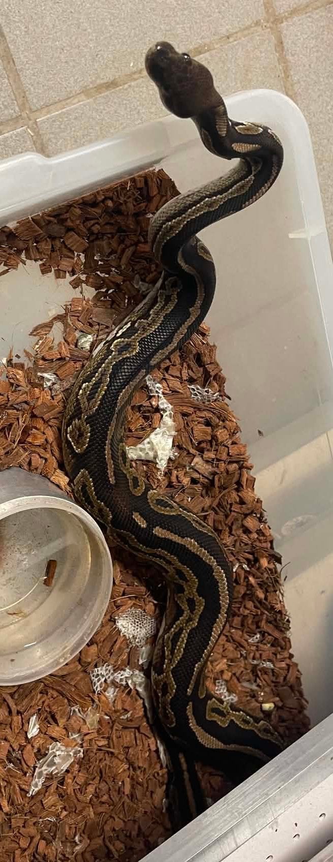 Ballpython, Dieren en Toebehoren