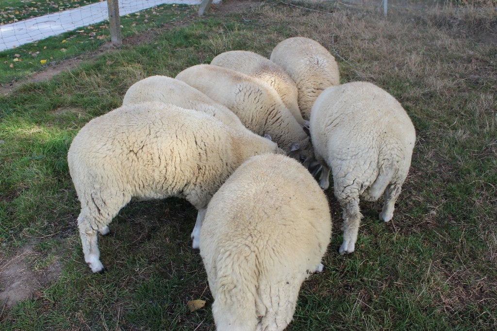 schapen bokken, Mannelijk