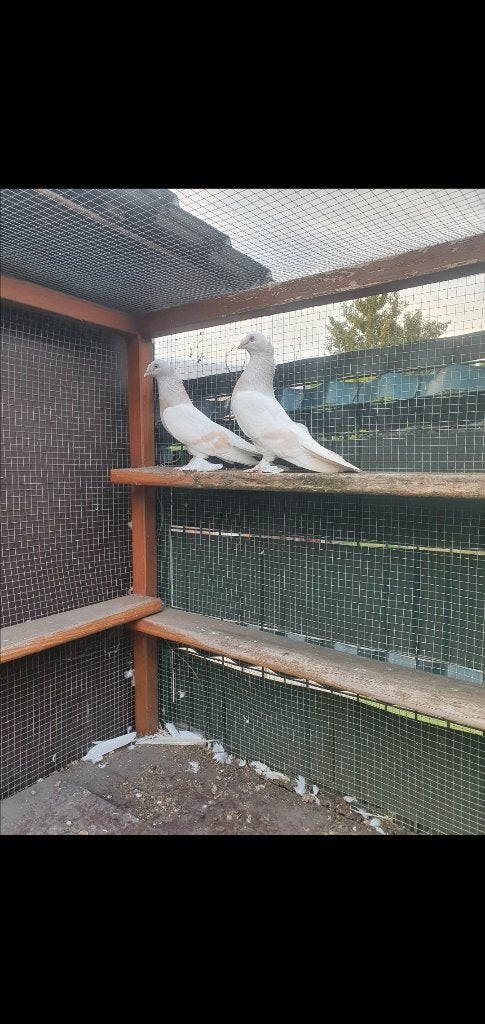 takla duiven, Dieren en Toebehoren, Vogels | Duiven