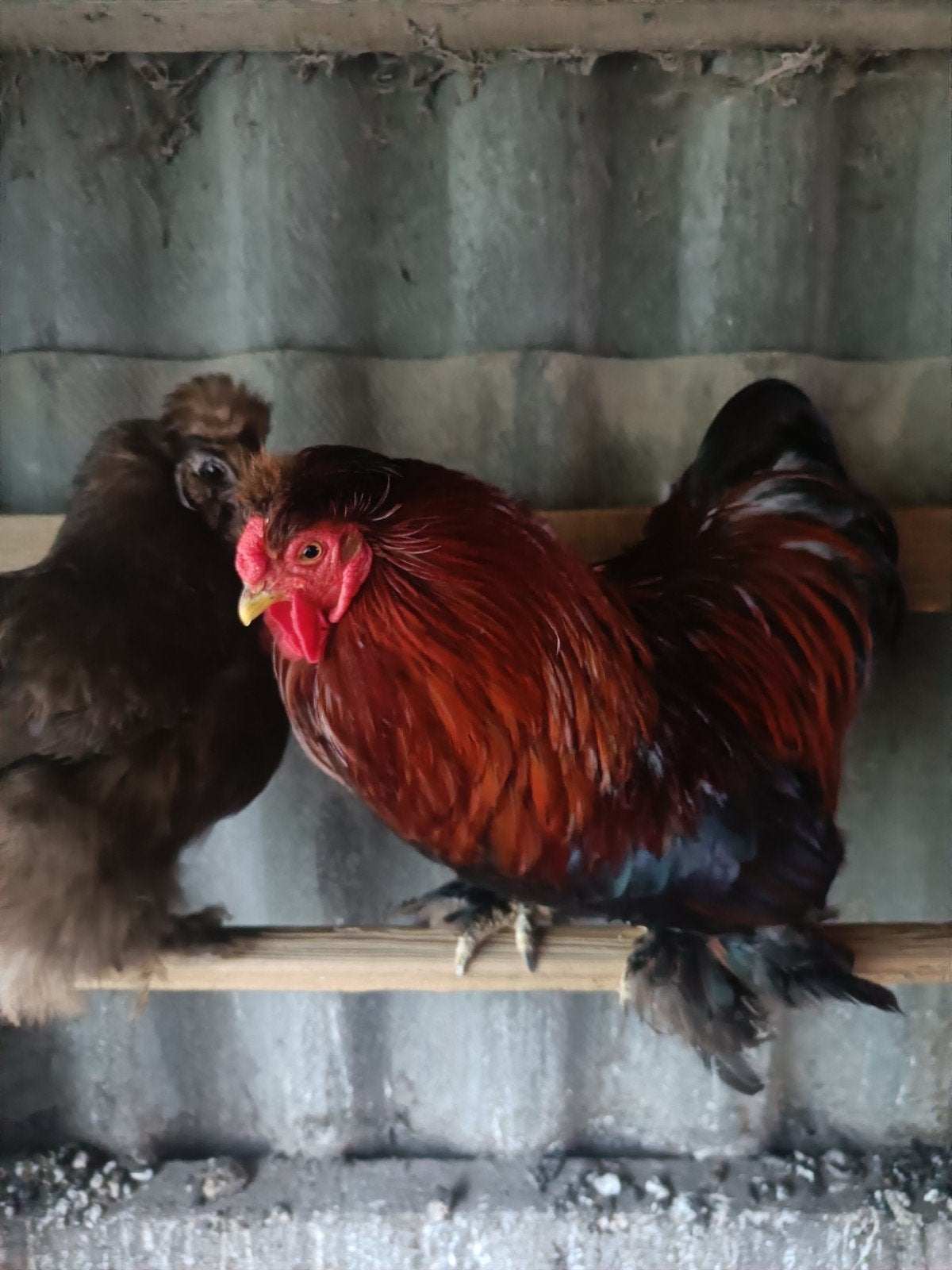 Poulet et coq Cochin