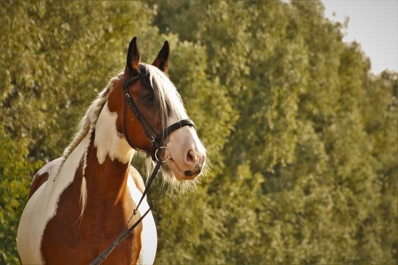 Tinker als weidemaatje, Dieren en Toebehoren, Merrie, Gechipt, 11 jaar of ouder
