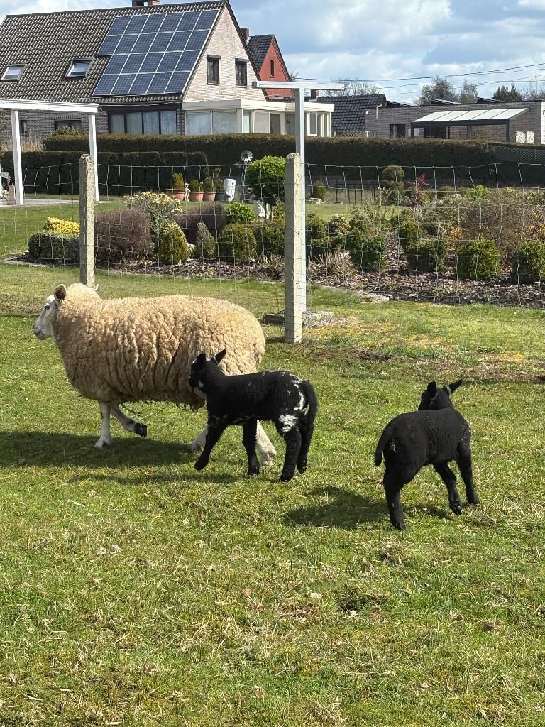 Mooie schaap met 2boklammen, Dieren en Toebehoren, Meerdere dieren, Schaap, 0 tot 2 jaar