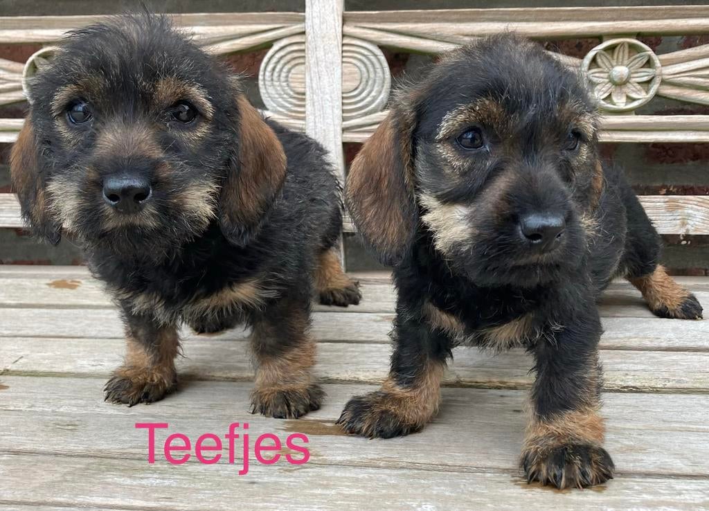 Teckel pups ruwhaar, Parvo, België, Overige rassen, 8 tot 15 weken