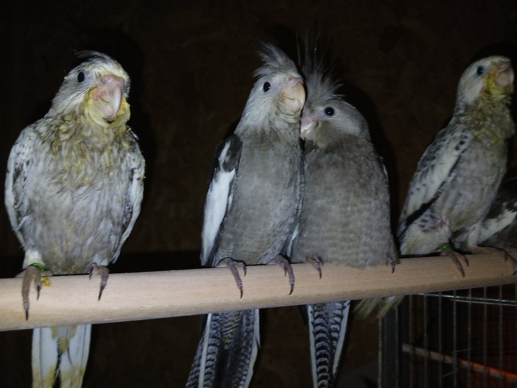 Handtamme Valkparkieten, Meerdere dieren, Parkiet, Tam