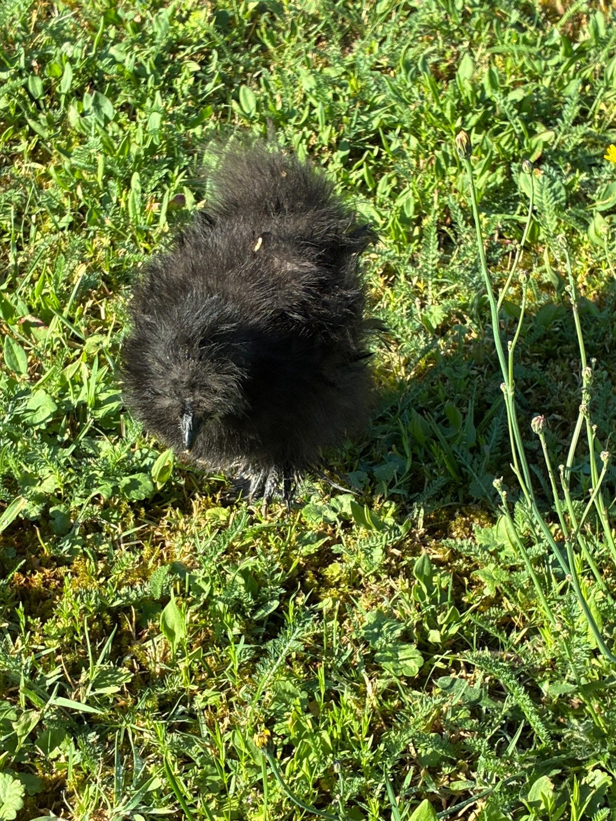 POUSSINS À SOIE DES ÉTATS-UNIS, Animaux & Accessoires