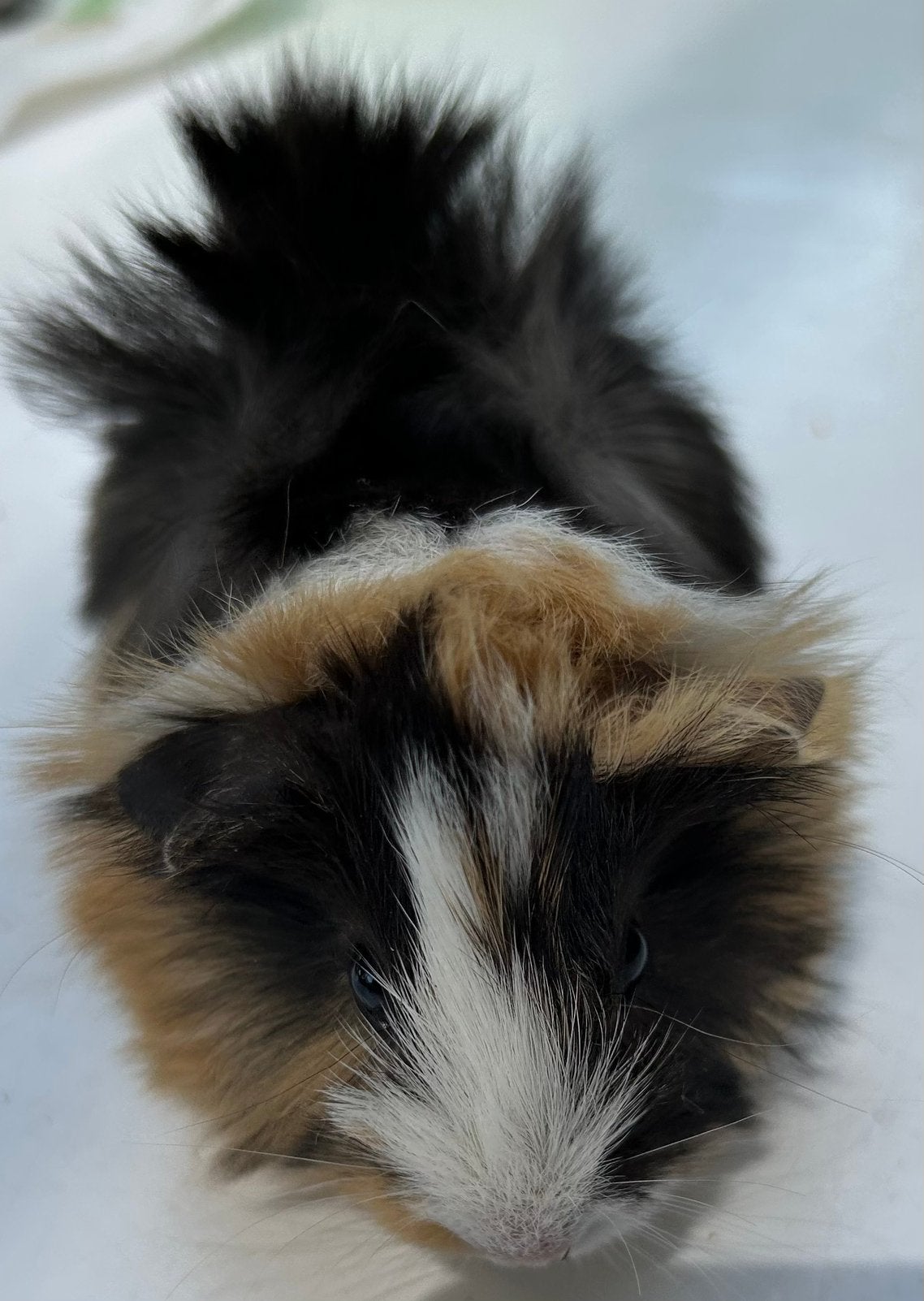 Cavia (peruvian)beertje, Dieren en Toebehoren, Knaagdieren, Juni, Mannelijk, Cavia