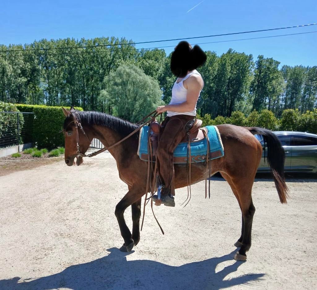 Wandel/recreatiepaard, Dieren en Toebehoren, Paarden, Merrie, Minder dan 160 cm, 11 jaar of ouder, Recreatiepaard, Met stamboom