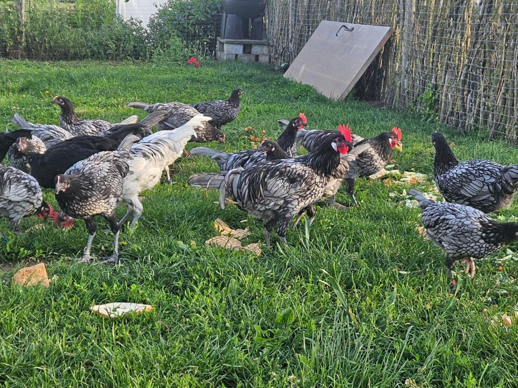 Koppel Andalusiërs, Dieren en Toebehoren