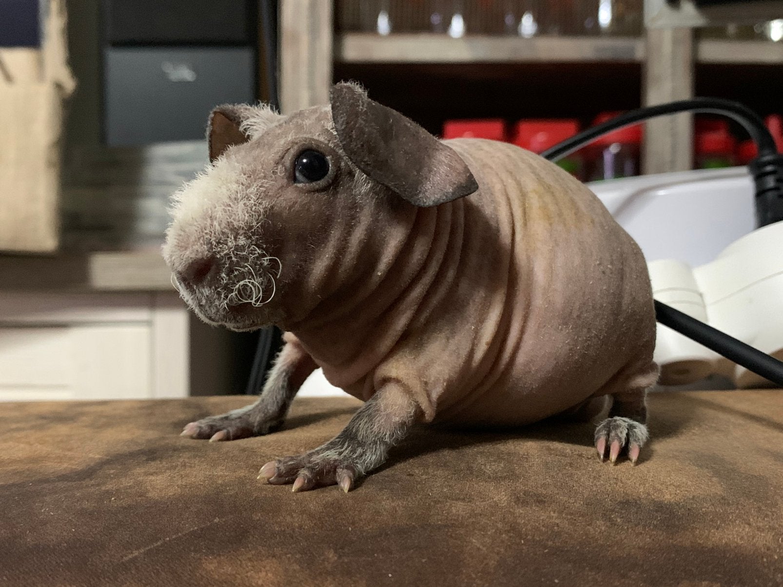 Prachtige Himalaya Skinny, Dieren en Toebehoren, Knaagdieren, Cavia, Juni, Meerdere dieren, Tam