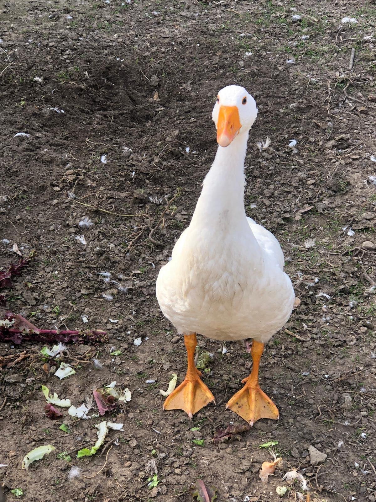 Jeune oie blanche, Oie ou Cygne