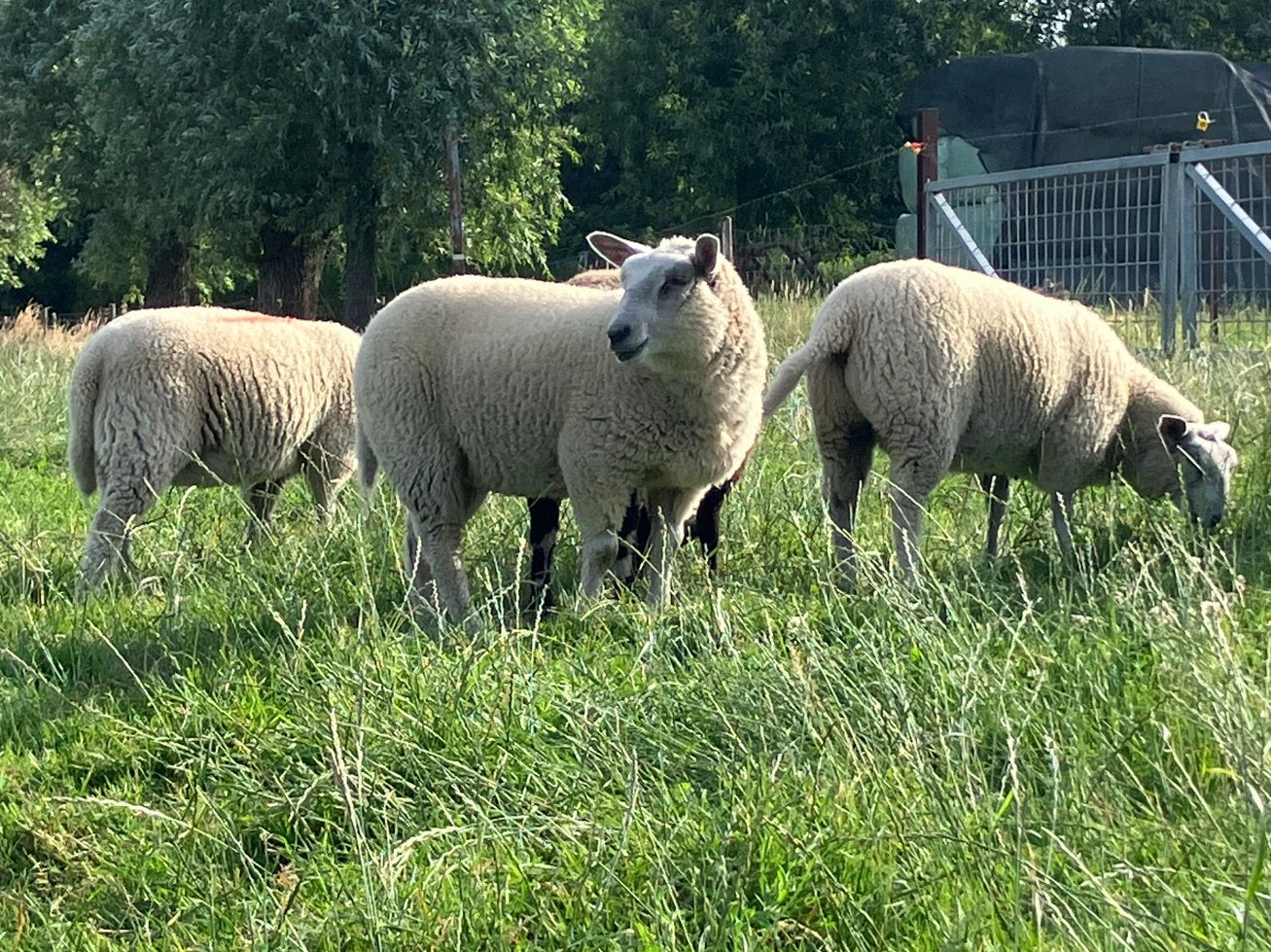 3 jonge ooien, Dieren en Toebehoren