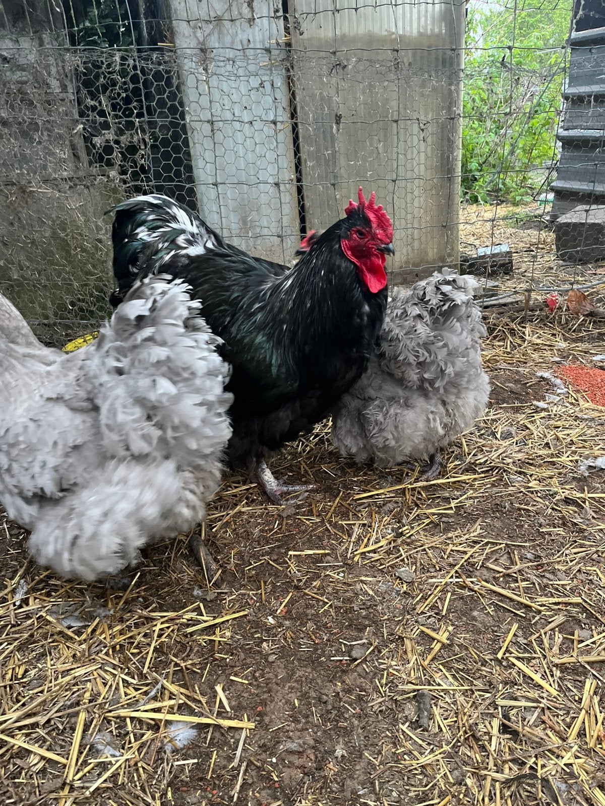 Trio orpiton lavendel
