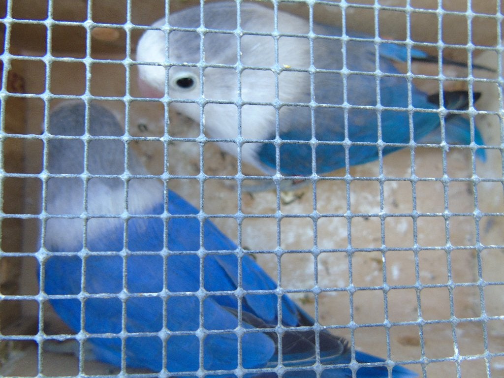 dwergpapegaai, Animaux & Accessoires, Oiseaux | Perruches & Perroquets, Perroquet nain ou Inséparable, Plusieurs animaux, Bagué