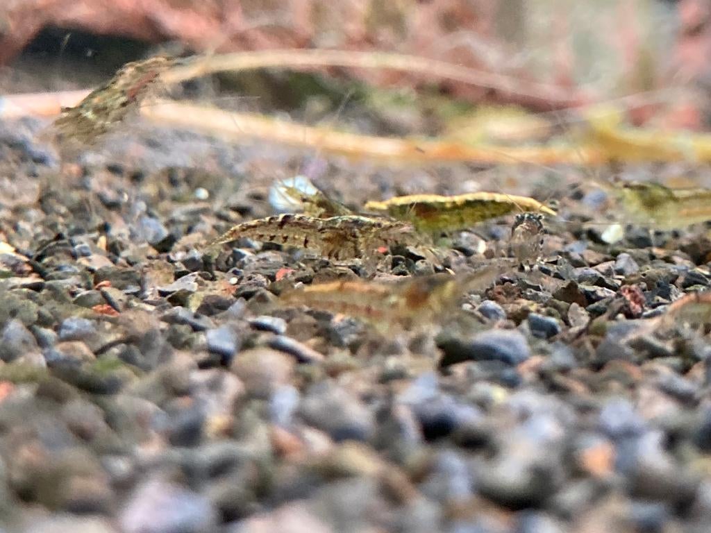 wildkleur garnalen, Dieren en Toebehoren, Kreeft, Krab of Garnaal, Zoetwatervis, Schoolvis