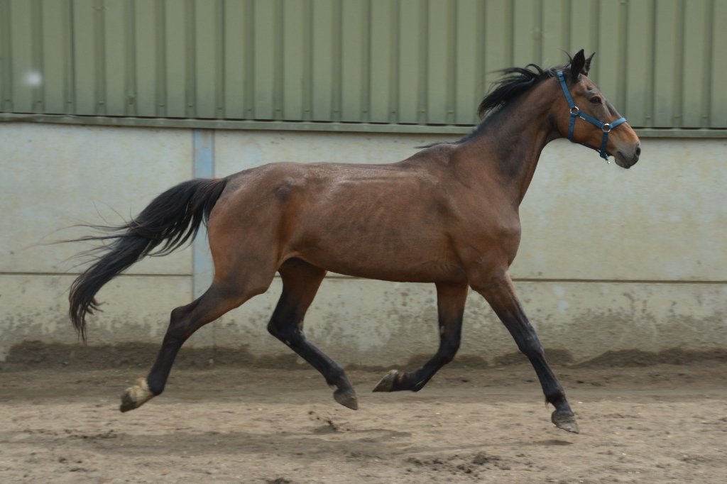Fokmerrie, Animaux & Accessoires, Chevaux, Jument, Ne s'applique pas