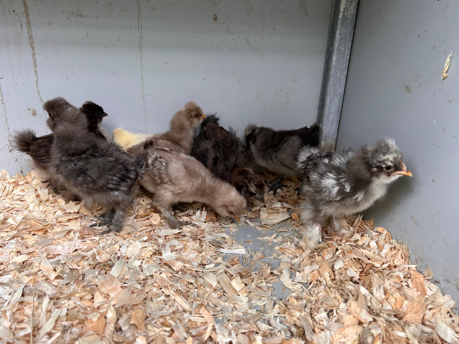 Zijdehoender kuikens, Sexe inconnu, Poule ou poulet