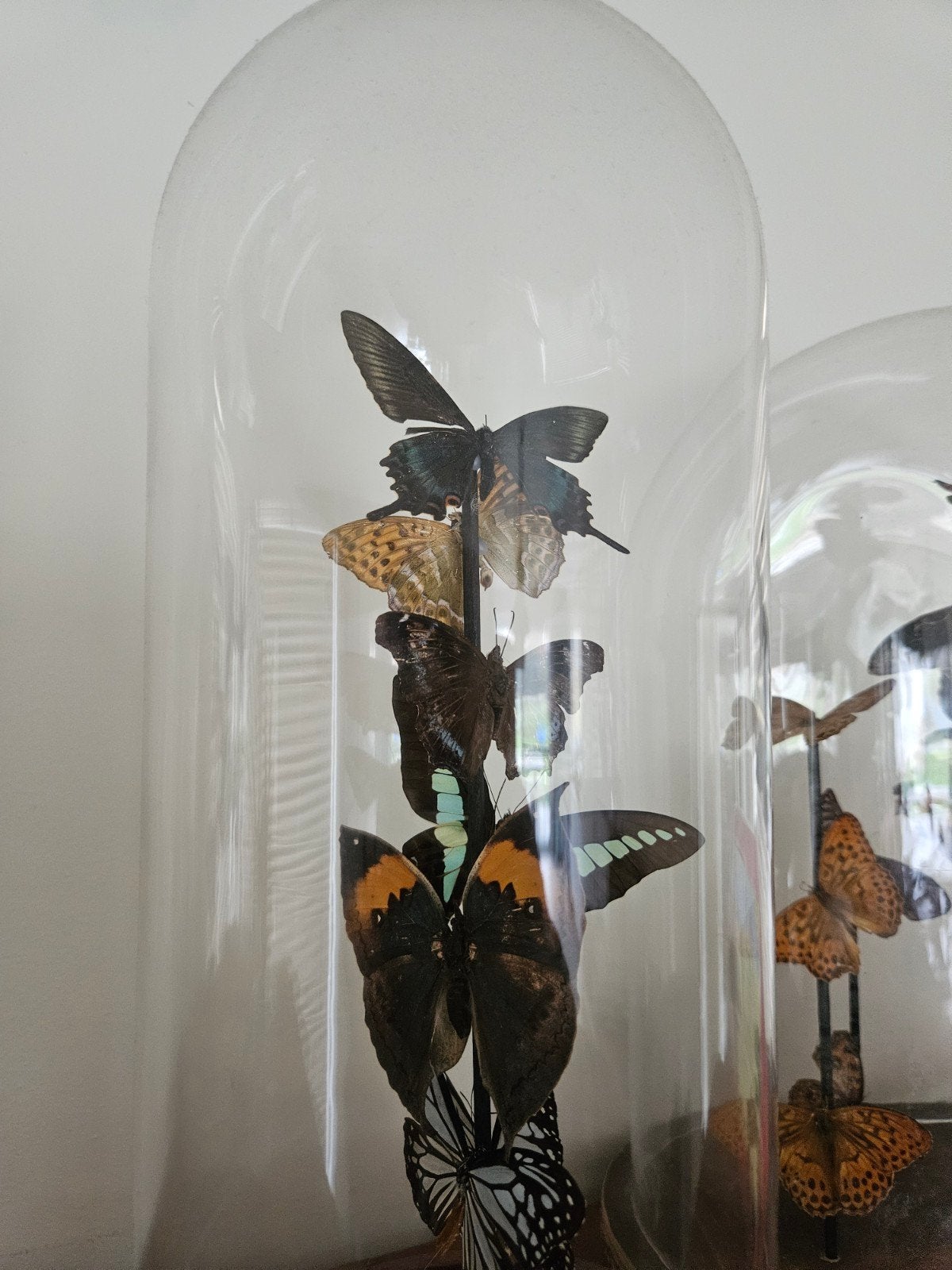 Antieken stolp met prachtige vlinders, Antiek en Kunst, Ophalen