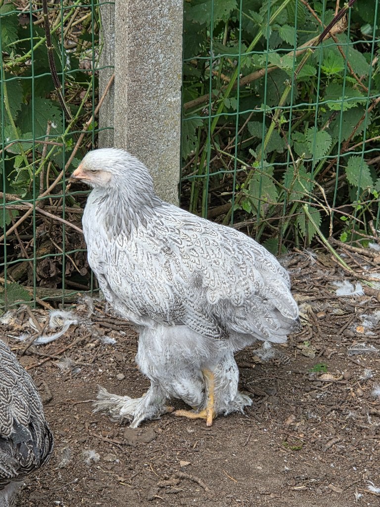 Brahma colombia zilver blauw hennentjes, Dieren en Toebehoren, Pluimvee, Vrouwelijk, Kip