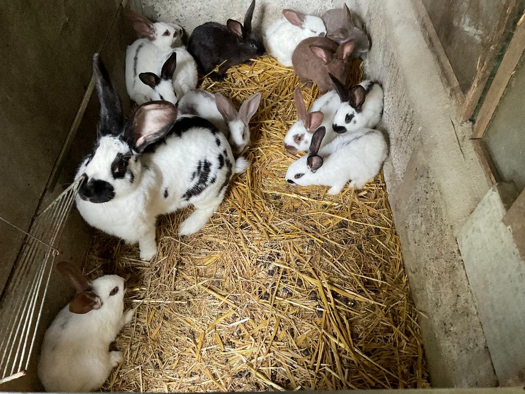 nest konijnenjongen reuzevlinder lotharinger, Dieren en Toebehoren, Konijnen, Geslacht onbekend, Groot, 0 tot 2 jaar