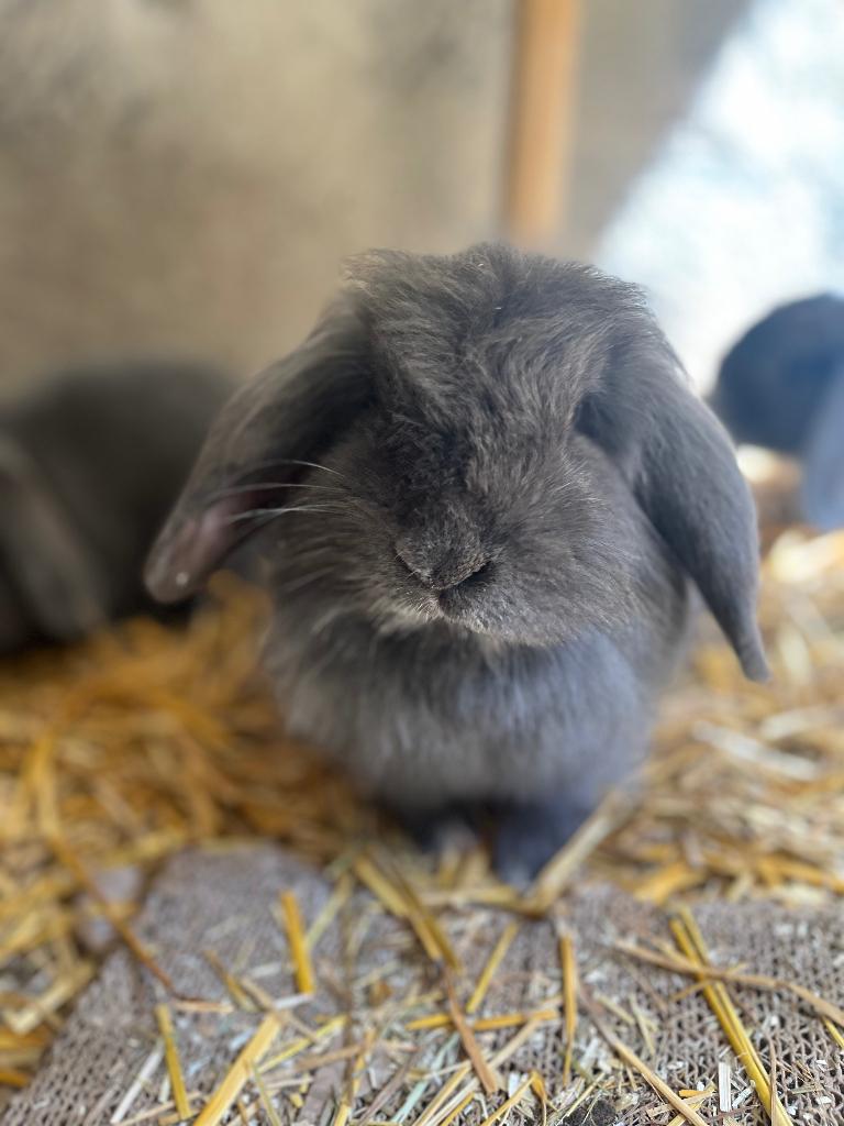 Schattige hangoorkonijntjes, Dieren en Toebehoren, Konijnen, Meerdere dieren, Middelgroot, Hangoor, 0 tot 2 jaar