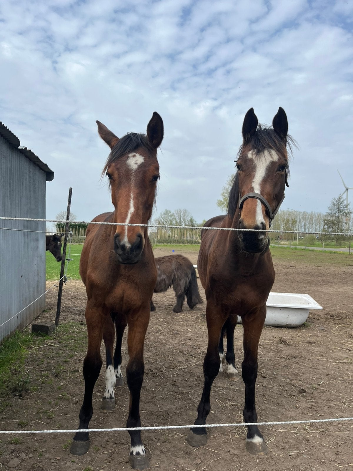 2 jarige spring ruin te koop, Hongre, 165 à 170 cm, Avec pedigree, 0 à 2 ans