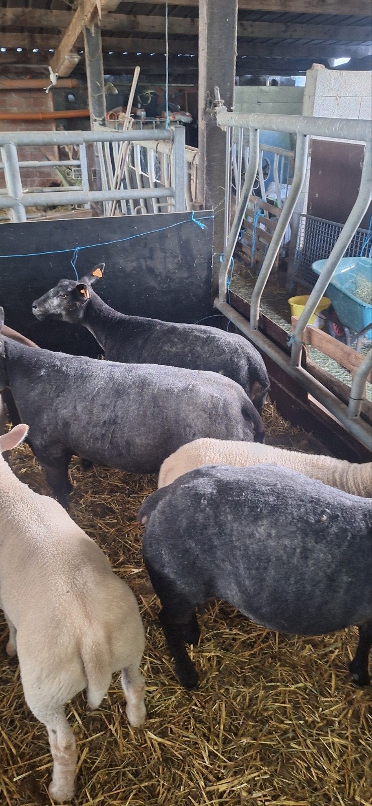 Agneaux, Animaux & Accessoires, Moutons, Chèvres & Cochons