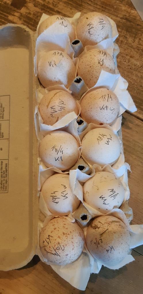 Rode Ardennerkalkoen broedeieren, Dieren en Toebehoren, Pluimvee, Geslacht onbekend, Kalkoen