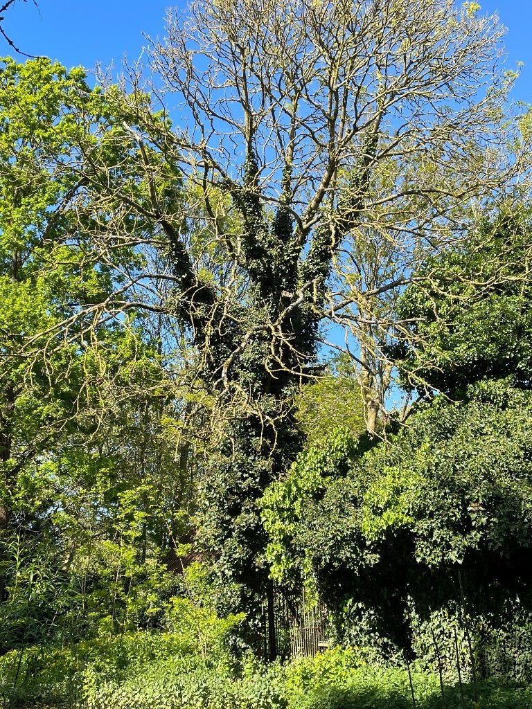 Bois de frêne gratuit, Jardin & Terrasse, Enlèvement, Autres espèces, 400 cm ou plus